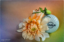 Keen Kuzma golfer- photo by Jaro Miscevic- SLO 2021